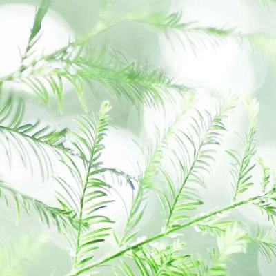 跳舞球球周五夜版最新版下载